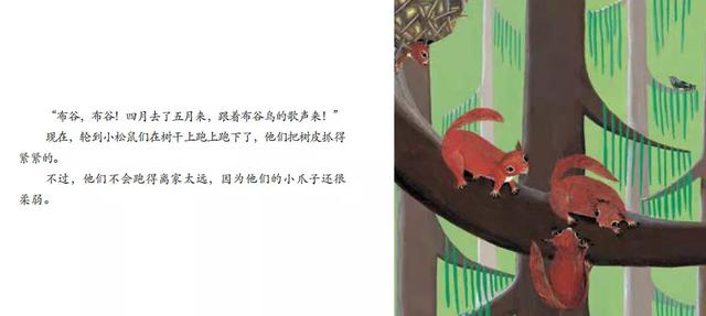 有声绘本：《松鼠》小小自然图书馆