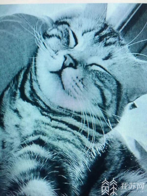 宠物店给猫洗澡后猫死亡,谁担责?