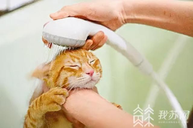 猫死了能找宠物店赔偿吗(在宠物店被猫抓了可以赔偿吗)