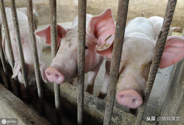 兽药批发网(兽药批发网氟苯尼考) 兽药批发网(兽药批发网氟苯尼考)