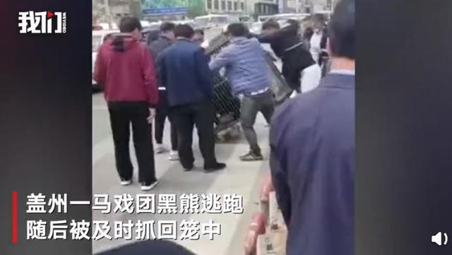 辽宁一马戏团黑熊逃跑上街,画面曝光