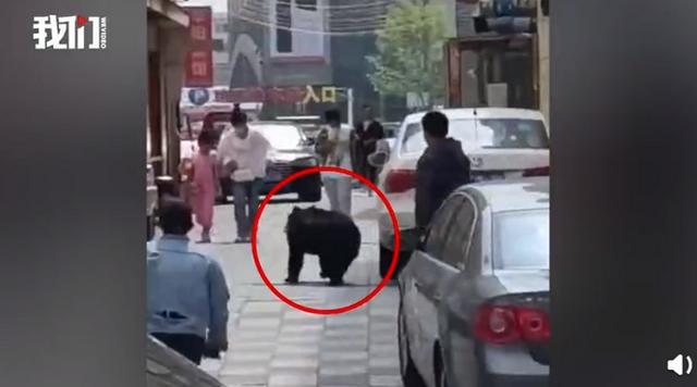 辽宁一马戏团黑熊逃跑上街,画面曝光