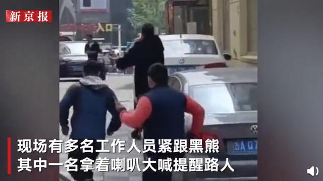 辽宁一马戏团黑熊逃跑上街,画面曝光
