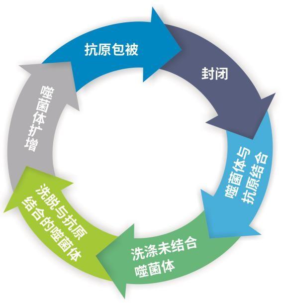 噬菌体展示原理及技术解析