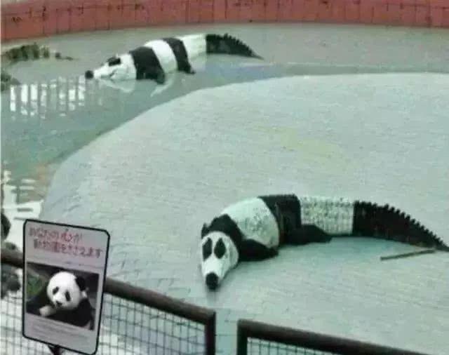 在日本,熊猫是一种信仰