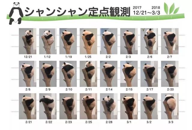 在日本,熊猫是一种信仰
