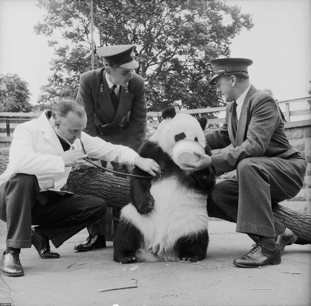 在日本,熊猫是一种信仰