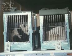 在日本,熊猫是一种信仰