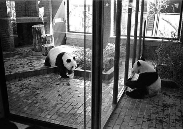 在日本,熊猫是一种信仰