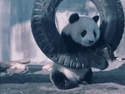 在日本,熊猫是一种信仰