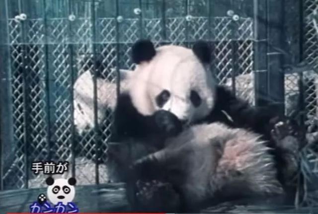在日本,熊猫是一种信仰