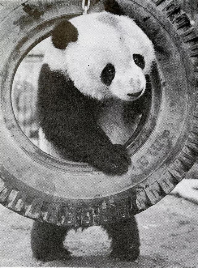 在日本,熊猫是一种信仰