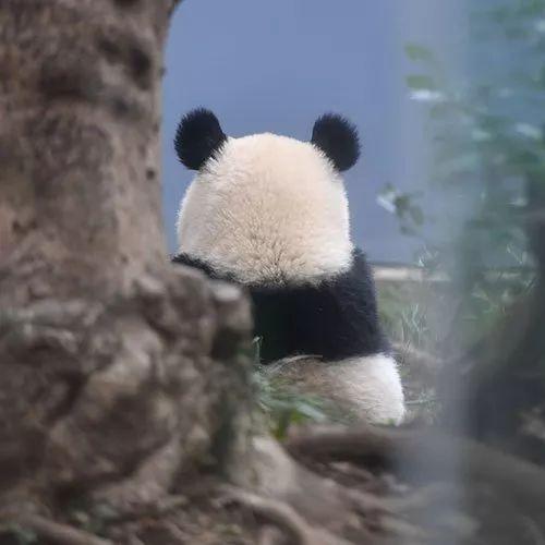 在日本,熊猫是一种信仰