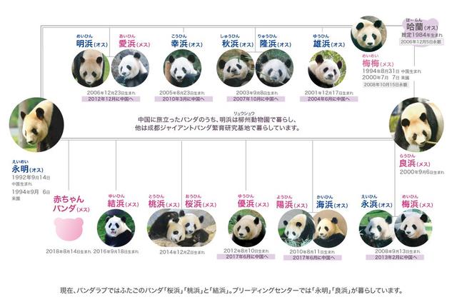 在日本,熊猫是一种信仰