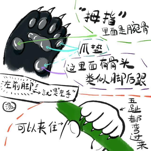 我们的国宝大熊猫，在动物界中是个什么地位？