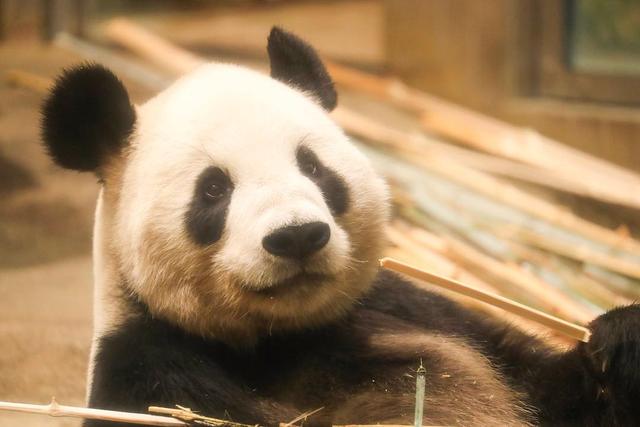 我们的国宝大熊猫，在动物界中是个什么地位？