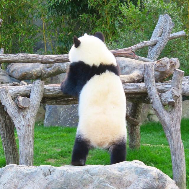 我们的国宝大熊猫，在动物界中是个什么地位？