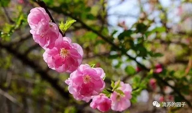 走在春天里