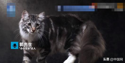 名贵猫王后代被医院误做绝育后续(名贵猫王后代体检被误做绝育花钱了吗) 名贵猫王后代被医院误做绝育后续(名贵猫王后代体检被误做绝育花钱了吗)
