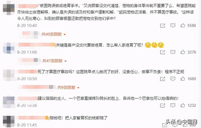名贵猫王后代体检被医院误做绝育,繁育和比赛生涯双双结束