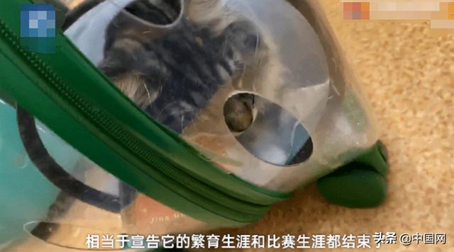 名贵猫王后代体检被医院误做绝育,繁育和比赛生涯双双结束