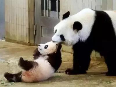 从高考状元到外交发言人,从迎春花到铁娘子:你不知道的华春莹