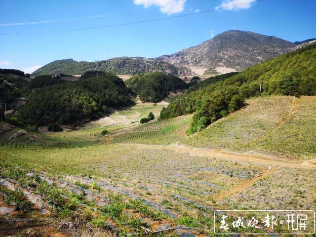 云南剑川白山母村的扶贫蓝莓熟了！七月中下旬上市