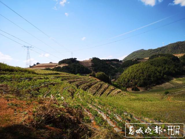 云南蓝莓成熟季节(云南蓝莓种植) 云南蓝莓成熟季节(云南蓝莓种植)