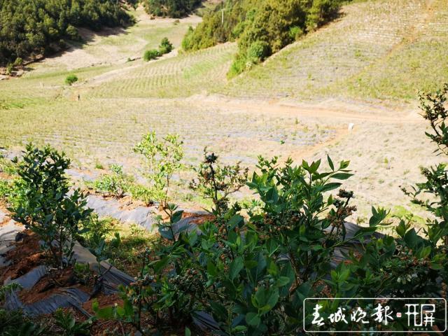 云南剑川白山母村的扶贫蓝莓熟了！七月中下旬上市