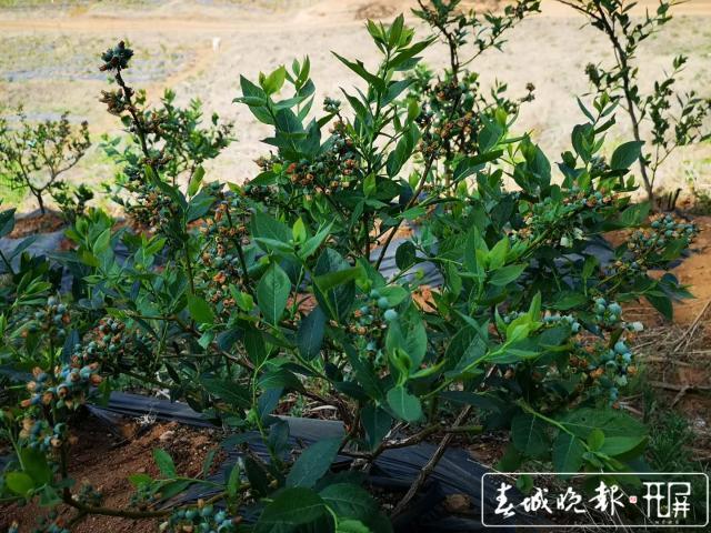 云南剑川白山母村的扶贫蓝莓熟了！七月中下旬上市