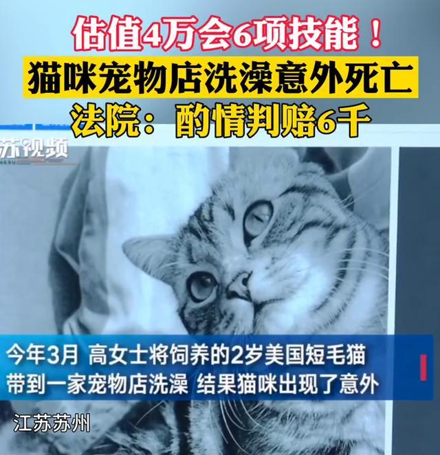 猫被宠物店弄丢了,能赔偿多少(快递弄丢了怎么赔偿) 猫被宠物店弄丢了,能赔偿多少(快递弄丢了怎么赔偿)