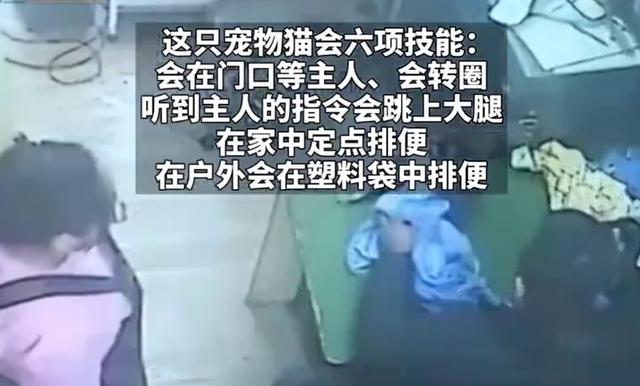 估值4万会6项技能!猫咪宠物店洗澡意外死亡 法院判赔6000元