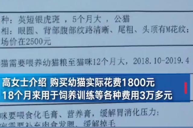 估值4万会6项技能!猫咪宠物店洗澡意外死亡 法院判赔6000元
