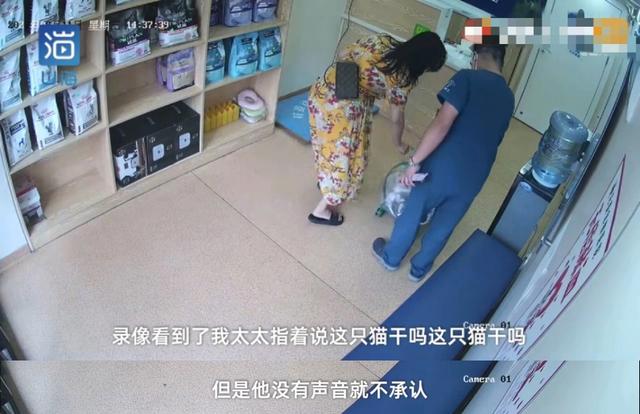 名贵猫王后代被深圳一宠物医院误做绝育手术?院长回应:肯定没交代清楚