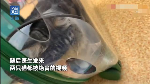 名贵猫王后代被深圳一宠物医院误做绝育手术?院长回应:肯定没交代清楚