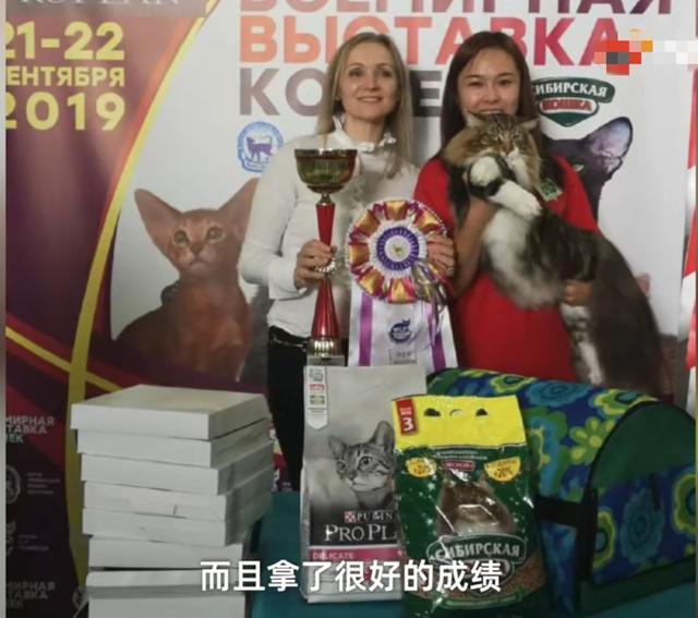 名贵猫王后代被深圳一宠物医院误做绝育手术?院长回应:肯定没交代清楚