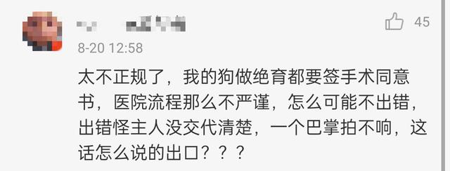 名贵猫王后代被深圳一宠物医院误做绝育手术?院长回应:肯定没交代清楚