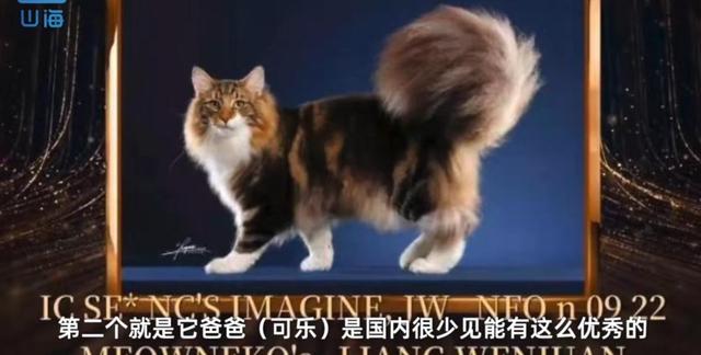 名贵猫王后代被深圳一宠物医院误做绝育手术?院长回应:肯定没交代清楚