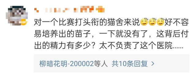 名贵猫王后代被深圳一宠物医院误做绝育手术?院长回应:肯定没交代清楚