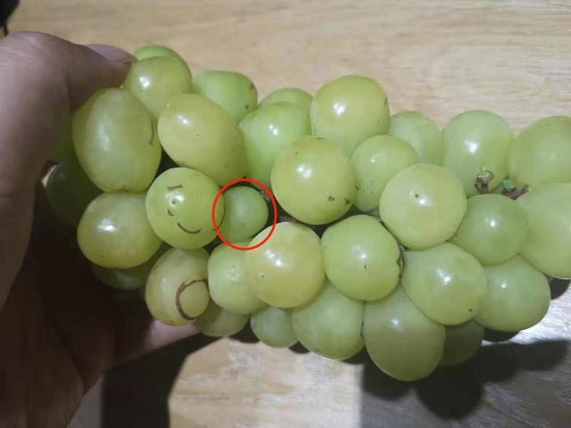 都叫阳光玫瑰葡萄,100元/串的和9元/串的,区别有多大?