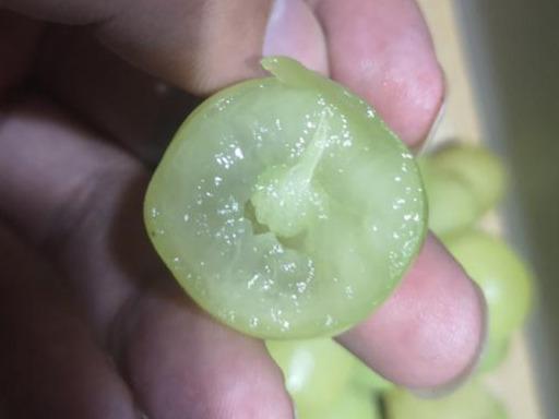 都叫阳光玫瑰葡萄,100元/串的和9元/串的,区别有多大?