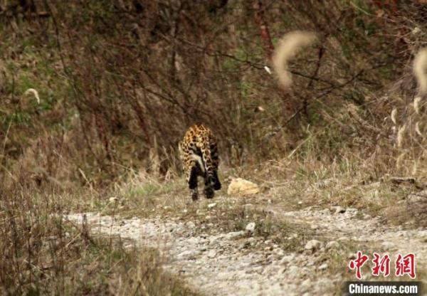 大熊猫国家公园陕西长青:巡护员首次遇见金钱豹 相距仅30米