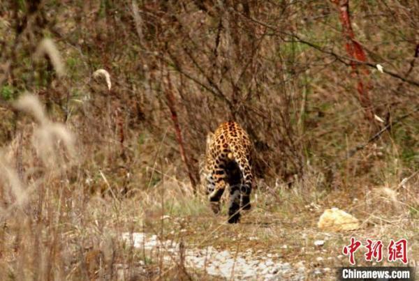 大熊猫国家公园陕西长青:巡护员首次遇见金钱豹 相距仅30米