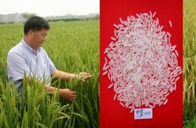 厉害了!这个专门研究水稻的机构,一次当选两个“院士”