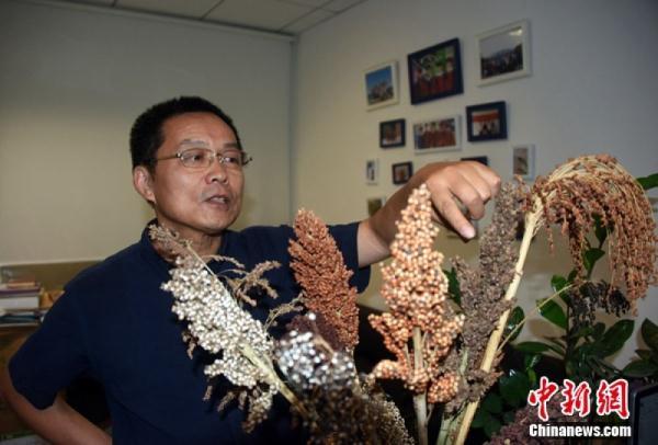 小麻雀吃什么(小麻雀吃啥) 小麻雀吃什么(小麻雀吃啥)