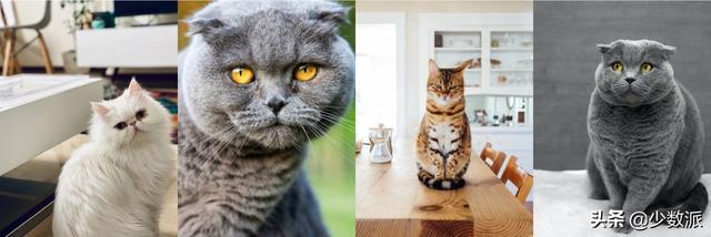 在猫咪收养之前,这些必备知识你需要了解