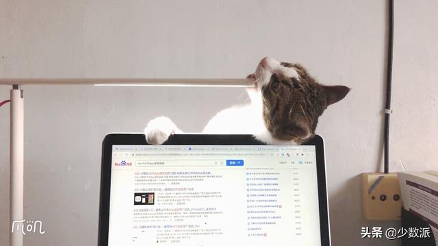 流浪猫带回家注意事项(长毛流浪猫带回家注意事项) 流浪猫带回家注意事项(长毛流浪猫带回家注意事项)