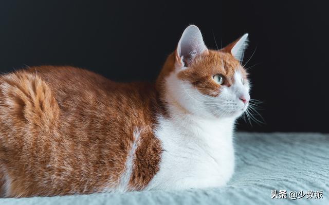在猫咪收养之前,这些必备知识你需要了解