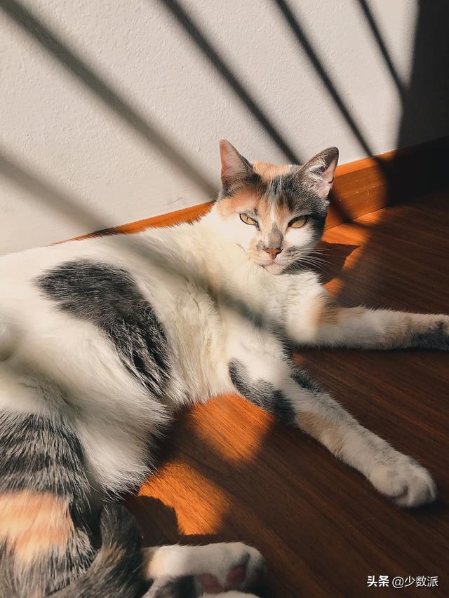 在猫咪收养之前,这些必备知识你需要了解