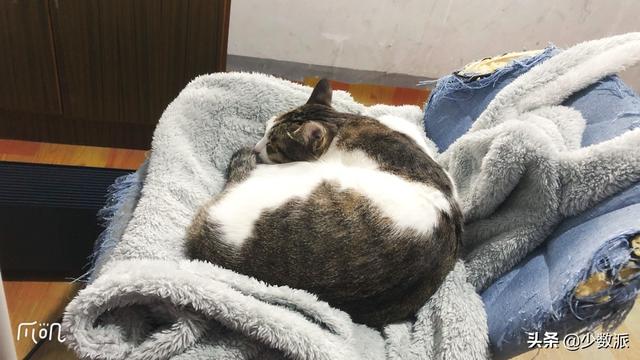 在猫咪收养之前,这些必备知识你需要了解